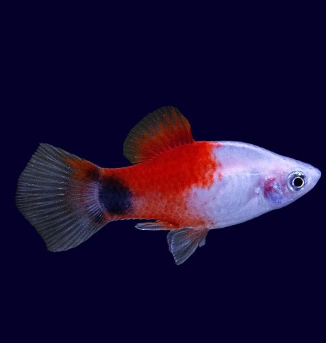 Xiphophorus maculatus - Platy red top Mickey mouse
